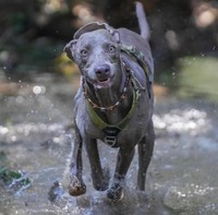  「自然を楽しむエピ」（提供：ワイマラナーのエピ🐶さん）