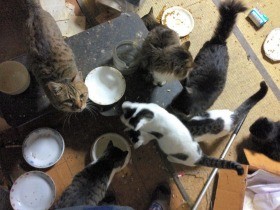 ペット増えすぎ、環境省が対策指針作成へ　飼い主社会的孤立も