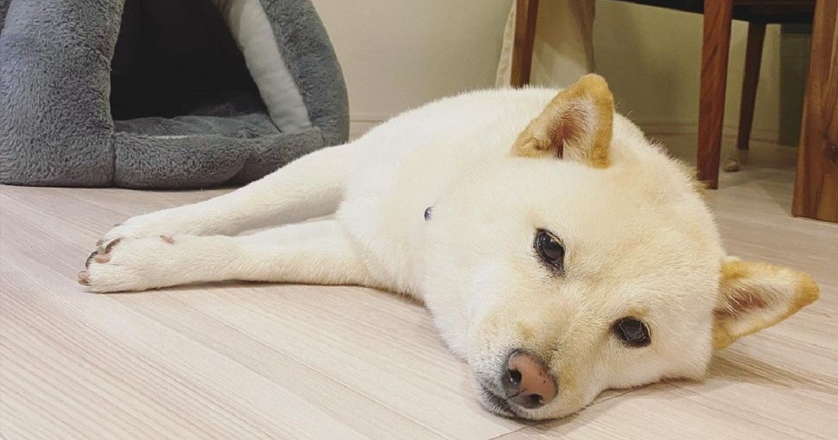 眠いのですがみんなの行動が気になるのです 目を離さない豆柴 ポポ 犬 猫との幸せな暮らしのためのペット情報サイト Sippo