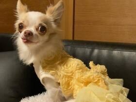 お姉ちゃんが大好きでプールにまで飛び込んだ　ロングコートチワワ「みるく」