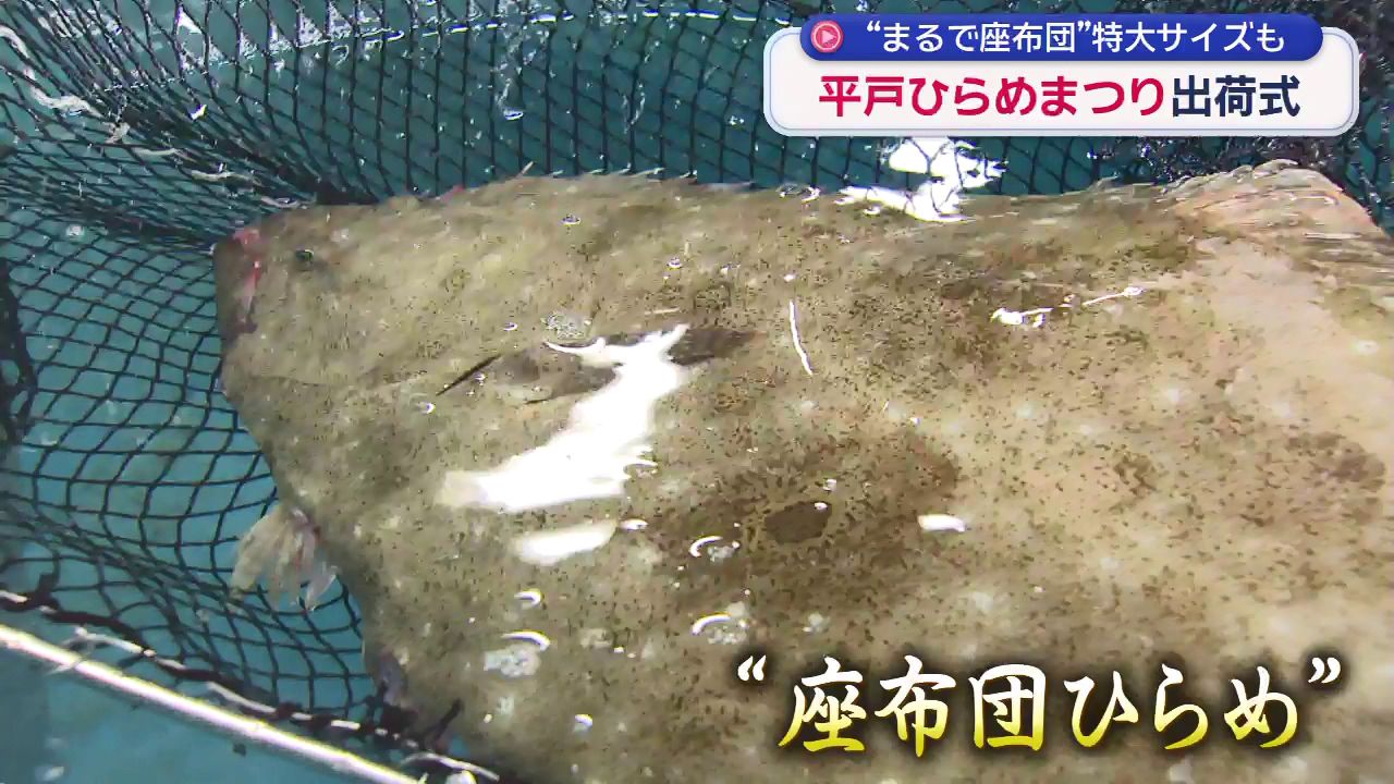 まるで座布団のよう」体長80センチ 平戸の巨大ヒラメ (7) | 長崎