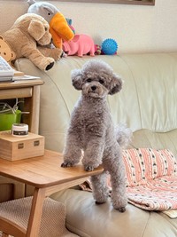 「ソファのサイドテーブルに両手をついて、飼い主の気を引こうとしているエマ」（提供：エマです！さん）