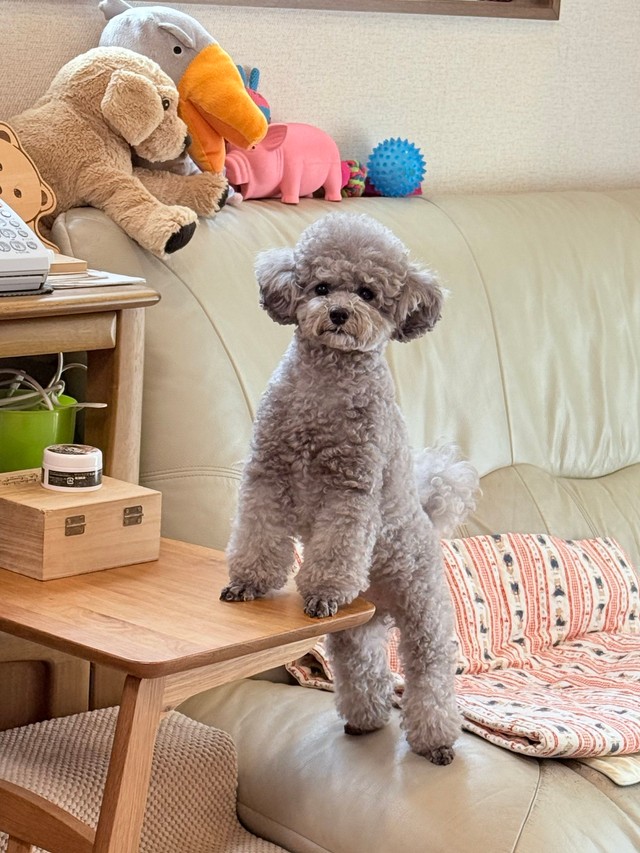 「ソファのサイドテーブルに両手をついて、飼い主の気を引こうとしているエマ」（提供：エマです！さん）