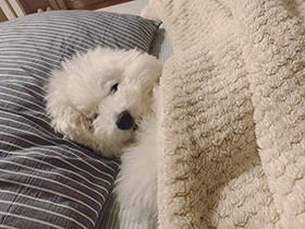 Stay Home！ 睡眠は健康のもと！ トイプー「むった」