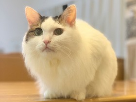 １匹飼いのシニア猫のもとに新入り猫を迎えたら？　我が家ではうれしい変化が！