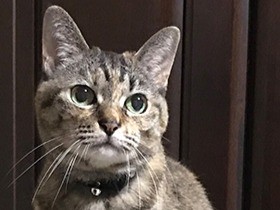 歩くとよろけるのニャ １７歳のシニア猫ルフィは家族の妹分