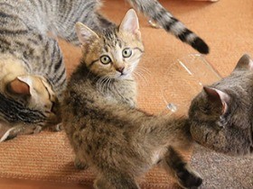 ツンツン猫がデレデレに変わる？　猫に愛される方法の解説本