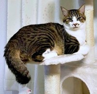 病院に連れていこうとした時の拒否モード姿に……「ドラえもんみたいい！」との声も（画像提供：おかかとそぼろの成長記録さん）