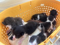 クラファン中にも保護依頼は寄せられる