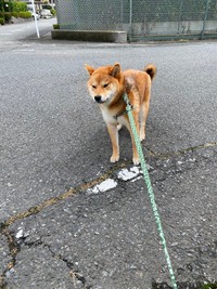 嫌な時は控えめにイヤイヤを発動します（提供：柴犬きなこさん）