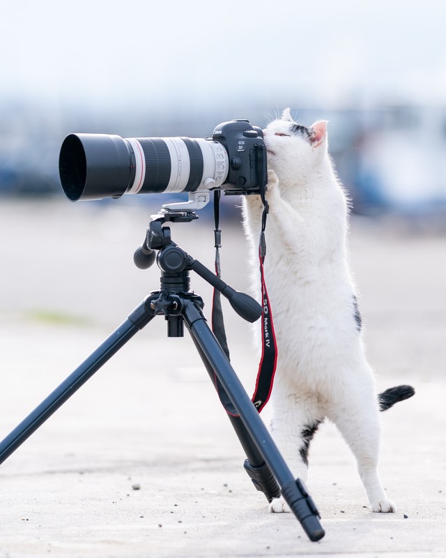 覗き方が一流のカメラにゃん（提供：Ryostory1124 銀座富士ギャラリー写真展 7/24までさん）