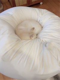 クッションにうずもれています（画像提供：たまgoさん）