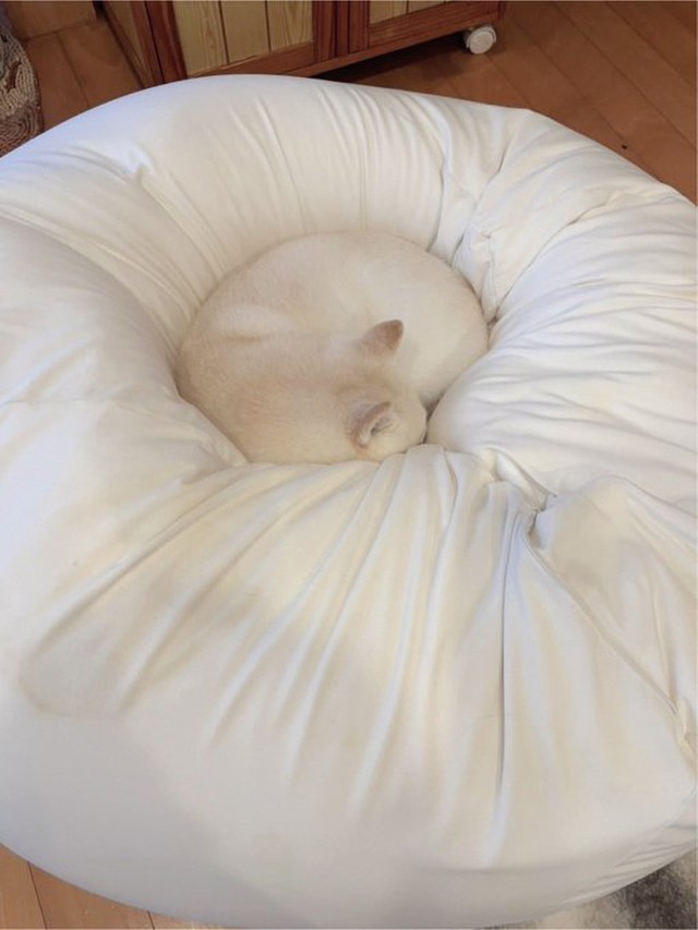 クッションにうずもれています（画像提供：たまgoさん）