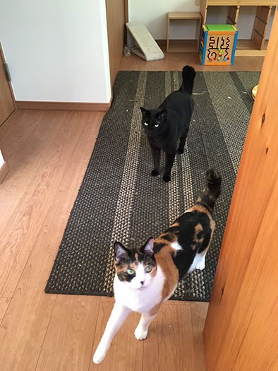 11畳ほどの部屋を猫たちのために空け、生活スペースをわけている（やすこさん提供）