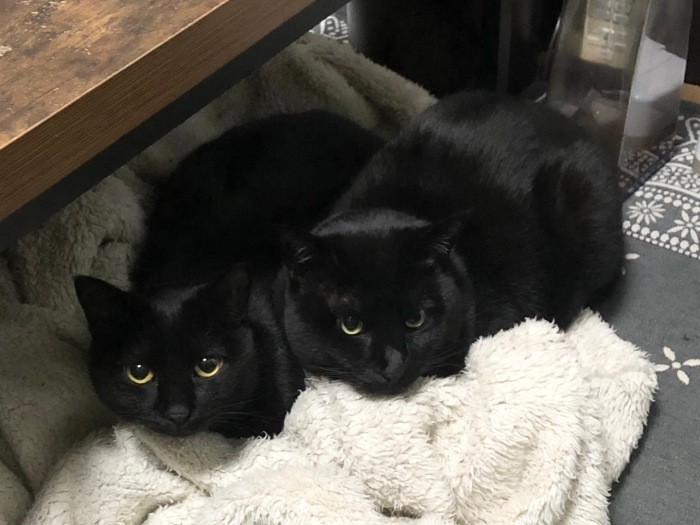 家になれると一緒にぬくぬく（あいみさん提供）