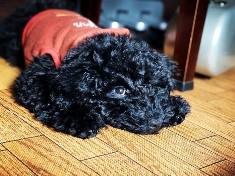 Nox（ノークス）