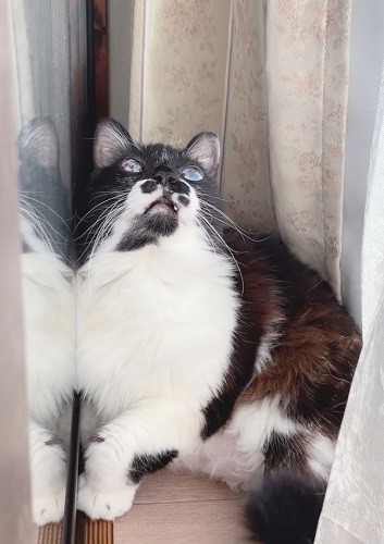 亡くなる２週間ほど前くらいから大好きな窓辺で、なぜかお空を見上げていたというめめちゃん（そらみずほさん提供）