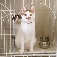 飼い主さんを見つめる（後ろ）ニケちゃん（手前）ポッケちゃん（画像提供：ポッケとニケさん）