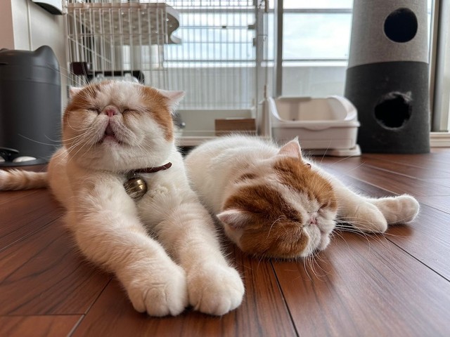 きなこちゃんの息子、ひるねくん（左）と、娘のこんぶちゃん（右）（画像提供：エキゾのきなこさん。）