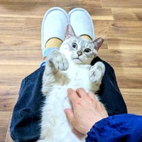 飼い主さんの膝上でヘソ天になってくつろぐうるりちゃん（画像提供：うるりちゃん）