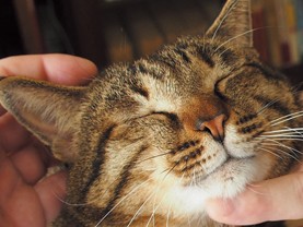 元フーテン猫「ゴンちゃん」、今は穏やかに高層マンション暮らし
