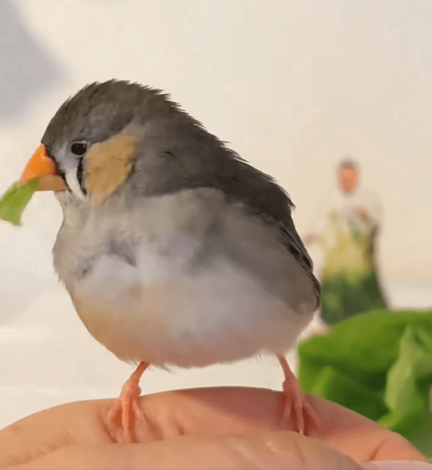 「本物のサラダ菜は美味しい」