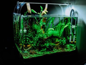 私にとっての「10万円のアロワナ」を見つけたときのため、私は働く