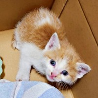 保護時、生後推定1カ月だった美晴ちゃん（画像提供：Atsusi_Miharuさん）