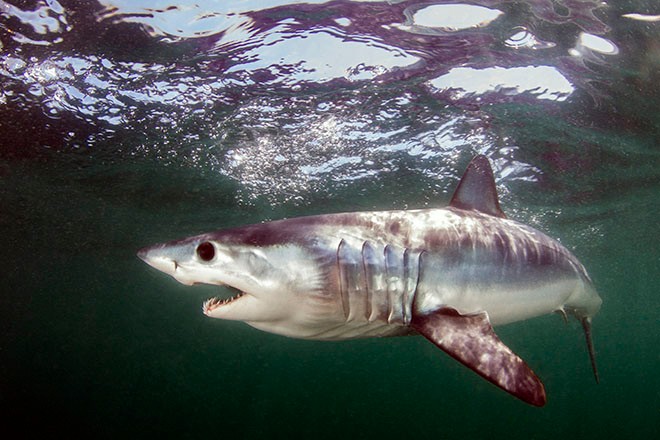 Extinction bites: Countries agree to protect sharks and rays | The Asahi Shimbun: Breaking News, Japan News and Analysis Extinction bites: Countries agree to protect sharks and rays | The Asahi Shimbun: Breaking News, Japan News and Analysis