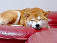 ソファの上ですやすや眠るあずきちゃん（画像提供：林さん）