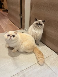 取っ組み合いをせずに、近くで過ごすこともある