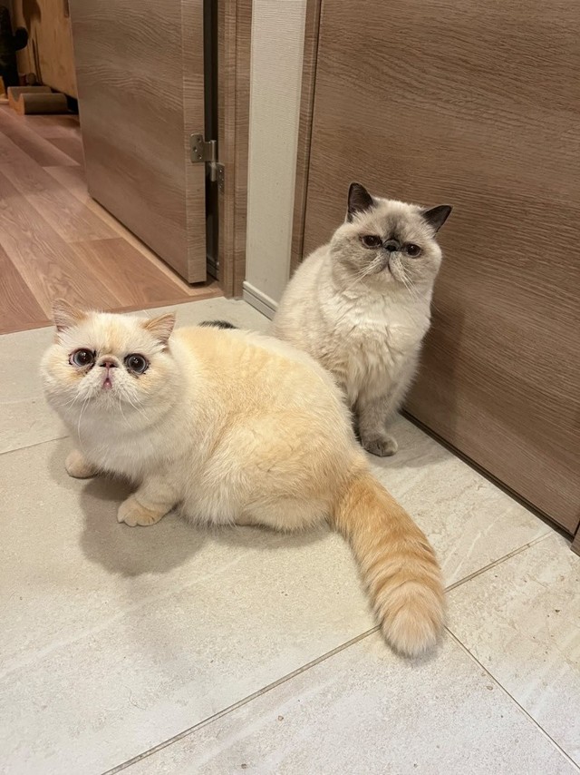 取っ組み合いをせずに、近くで過ごすこともある