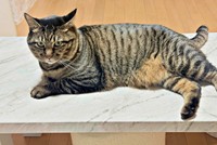 鋭い眼光が戻ったタマちゃん。甘えん坊になりました（画像提供：Ari Mayaさん）