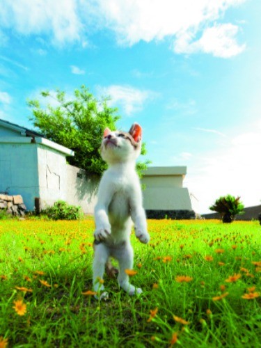山本さんにとって特別な写真「希望の立ち猫」（C）Yamamoto Masayoshi