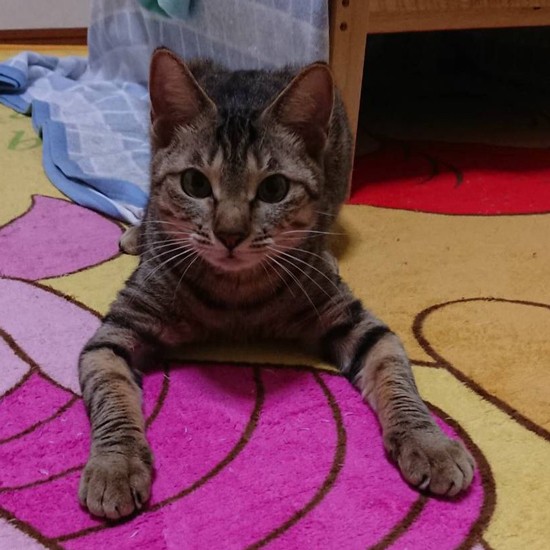 せせりちゃんも、無事に家族が見つかりました。せせりちゃんに理解を示してくれた一人暮らしの女性と静かに楽しく暮らしている。「預かり時からどんどん変わってきていてうれしい」と成田さん（成田さん提供）