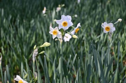 早春の花　約2万本の二ホンズイセンが見ごろ　国営讃岐まんのう公園　香川