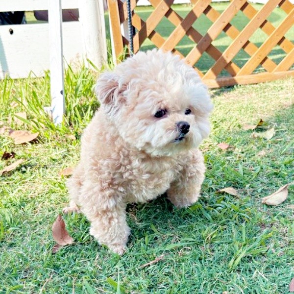 家に帰ろうとした瞬間、表情が曇ったふわちゃん（画像提供：ふわパパさん）