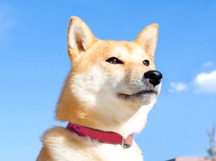 柴犬など日本犬は自立心が強い　野生動物に近い性格