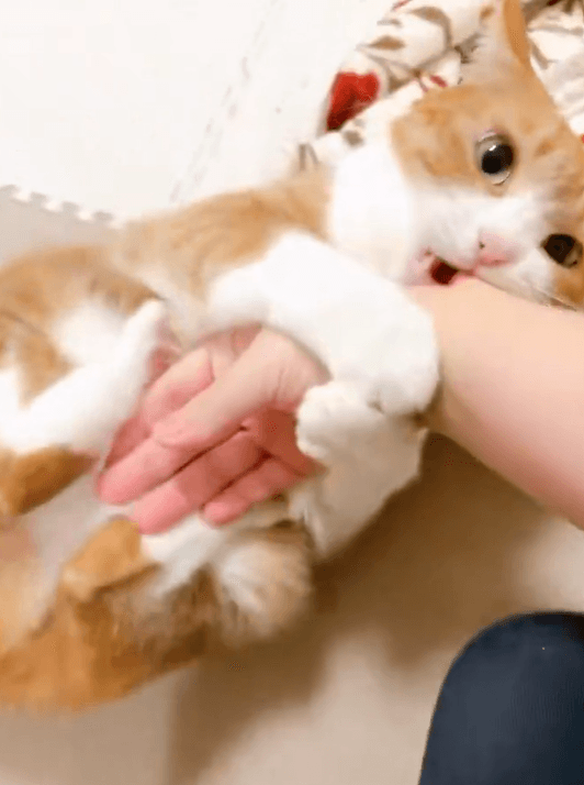 鬼の形相でかぶりつくきなこちゃん（提供：きなこさん）