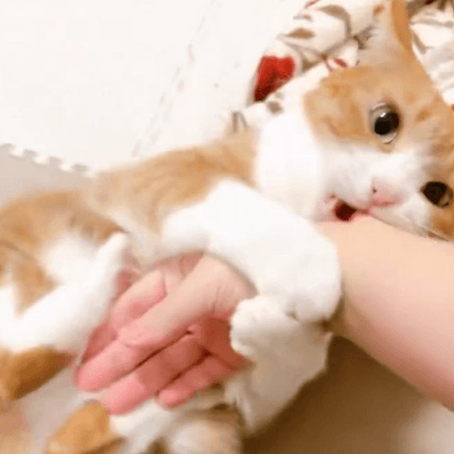 鬼の形相でかぶりつくきなこちゃん（提供：きなこさん）