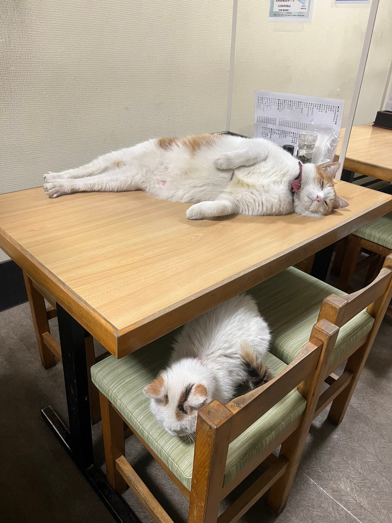 まさかの場所で、日向ぼっこする猫さん 仲良しの親子猫に「朝から癒や