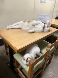 テレビの取材も受けて有名猫ちゃんなペタくんとコンちゃん（提供：そば処大むら　ペタコンちゃんねるさん）