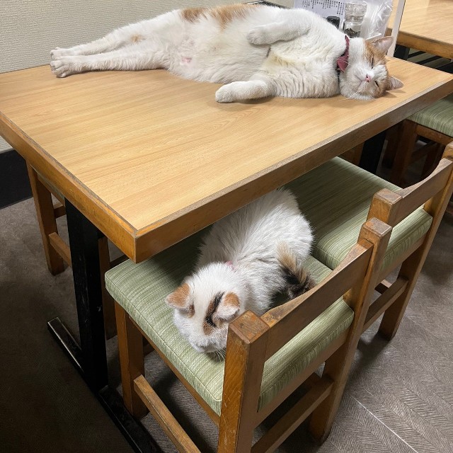 テレビの取材も受けて有名猫ちゃんなペタくんとコンちゃん（提供：そば処大むら　ペタコンちゃんねるさん）