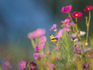 先生への恋心に気づくと、「認めてほしい」という欲求を持つようになった
