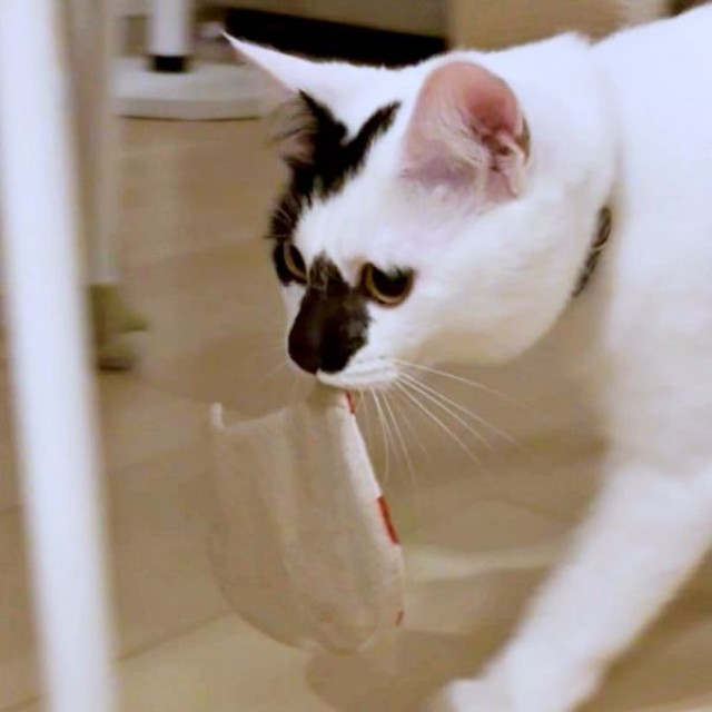水玉模様のコースターをくわえて運ぶあめちゃん（画像提供：様子がおかしい猫 あめさん）