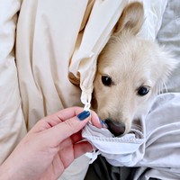 布団カバーを洗おうとしたらーー潜り込んできたとろろくん（画像提供：ポメックスのとろろくん）