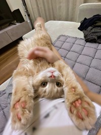 飼い主さんのお腹の上でくつろぐつきみくん（画像提供：つきみねこさん）