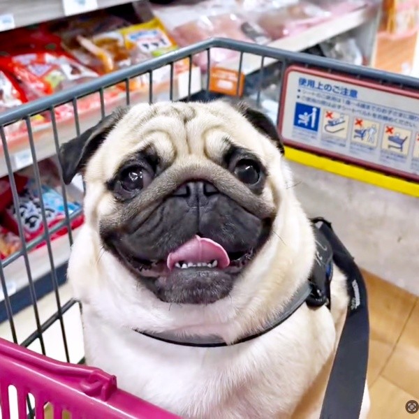 島忠で大好きなカートに乗るむさしくん（画像提供：パグのむさしさん）