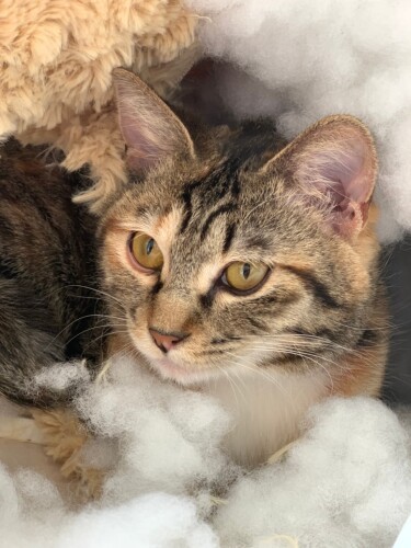 「私が好きなのは、ママがジョキジョキしたぬいぐるみの隙間。落ち着くの」