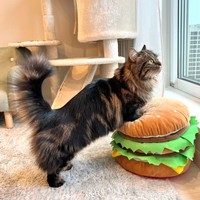 朝マックしたいな